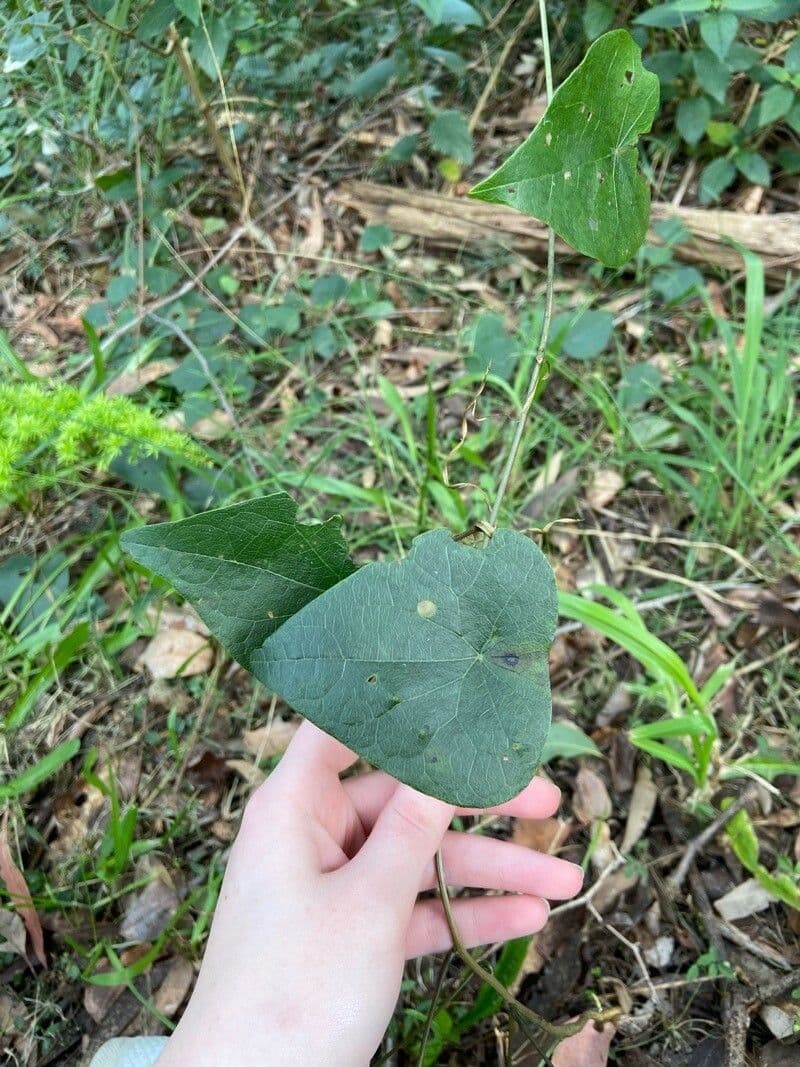 Stephania japonica 4