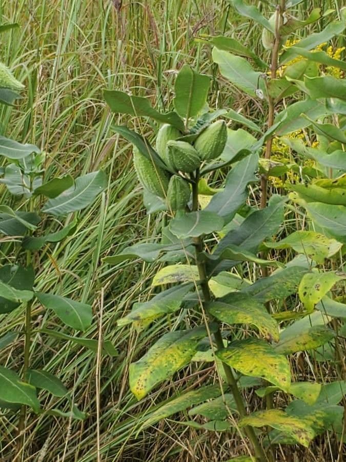 Asclepias viridis 17