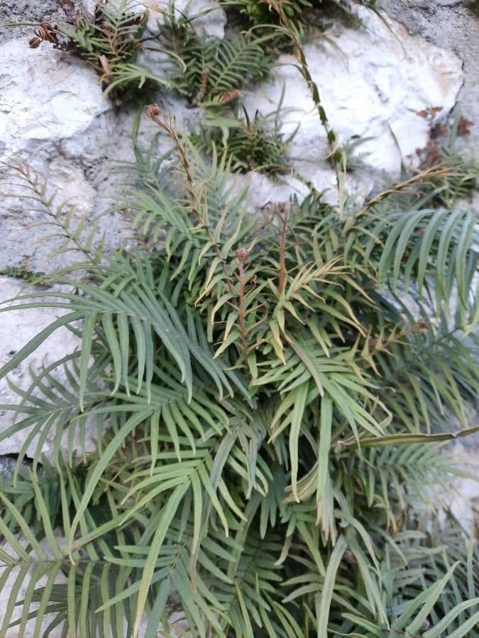 Pteris vittata 12