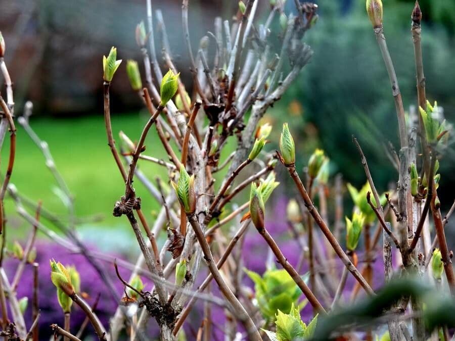 Svída výběžkatá 30