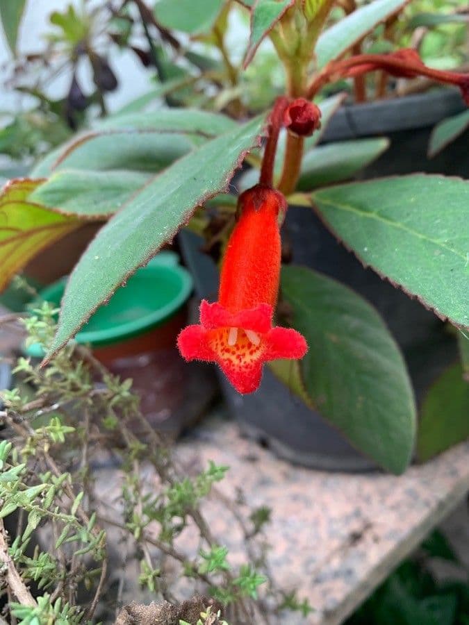 Penstemon utański 5