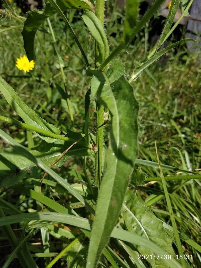 Radicchiella setolosa 17
