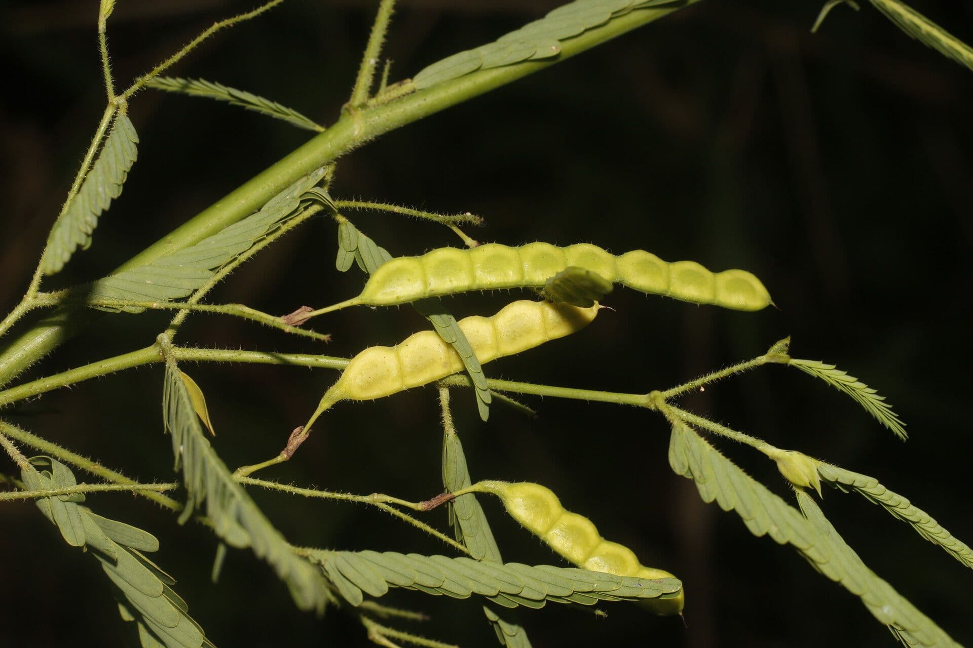 Aeschynomene sensitiva 3