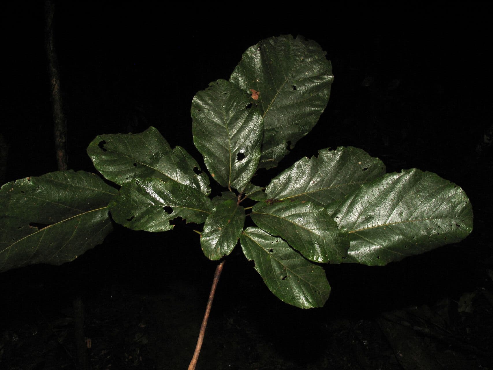 Sterculia 4