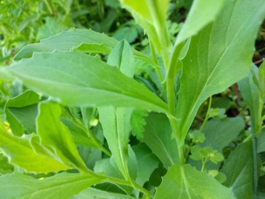 Draba 22
