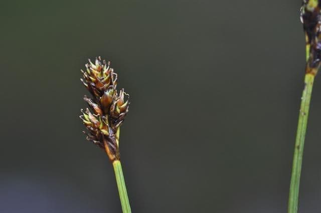 Carex di Lachenal