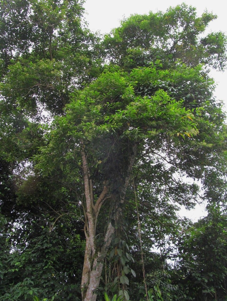 Cestrum strapcovité 11