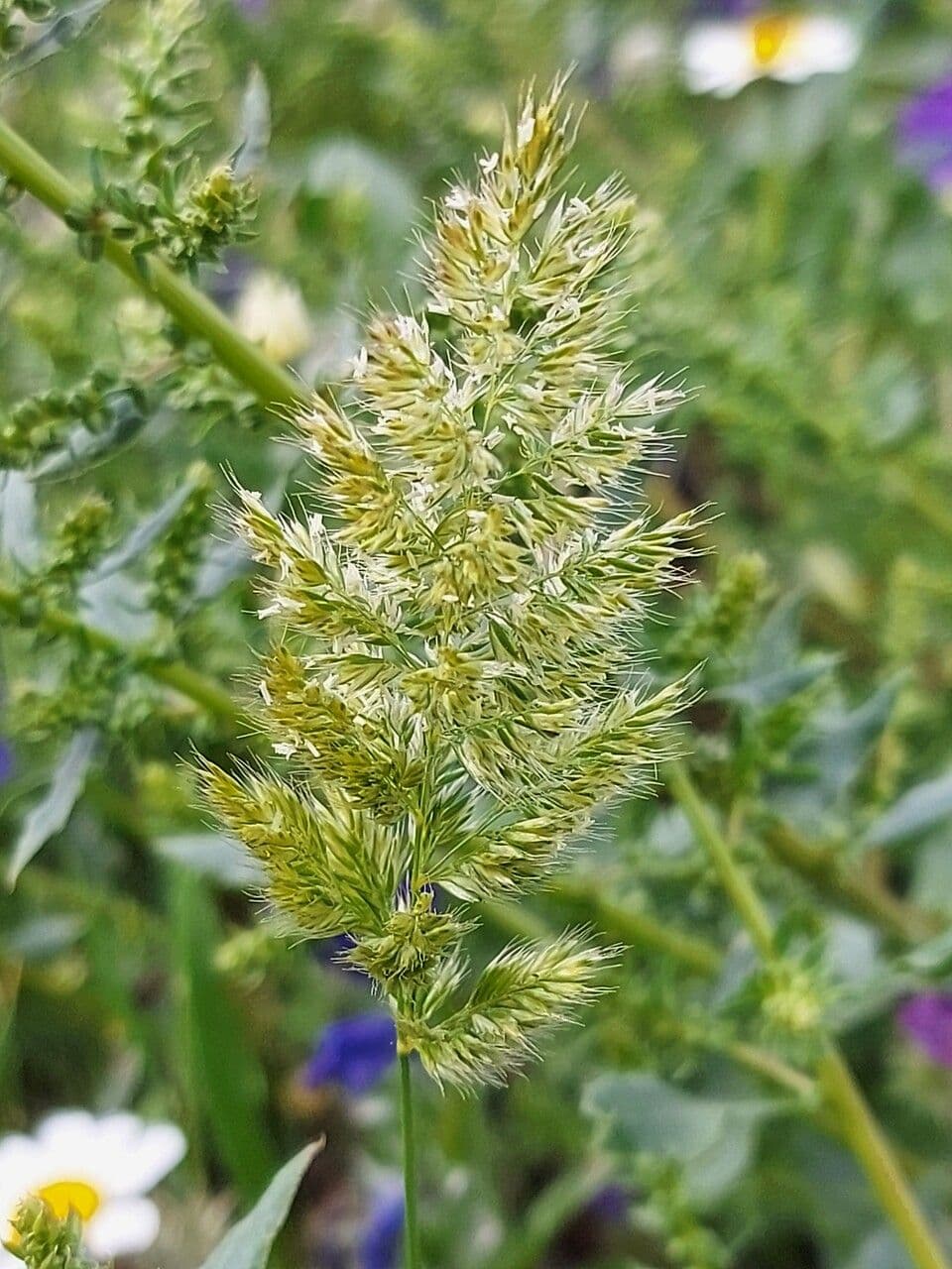 Trisetaria panicea 8
