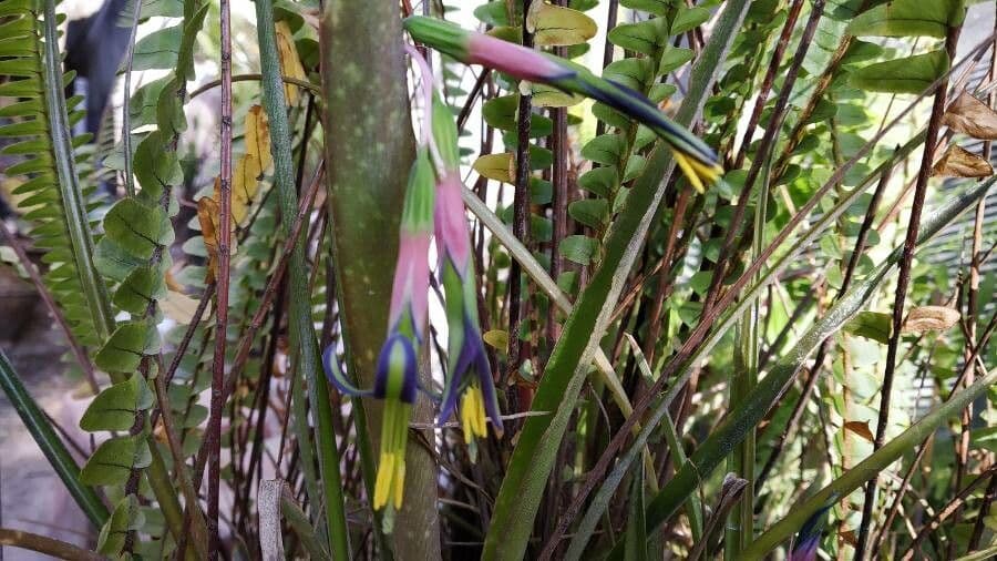 Billbergia pendula 2