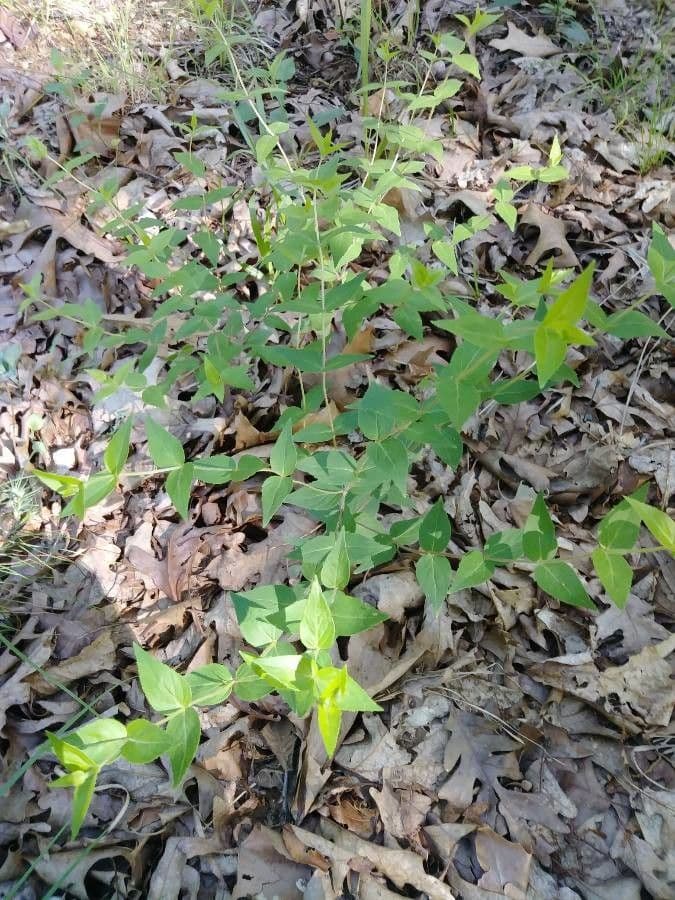 Houstonia purpurea 20