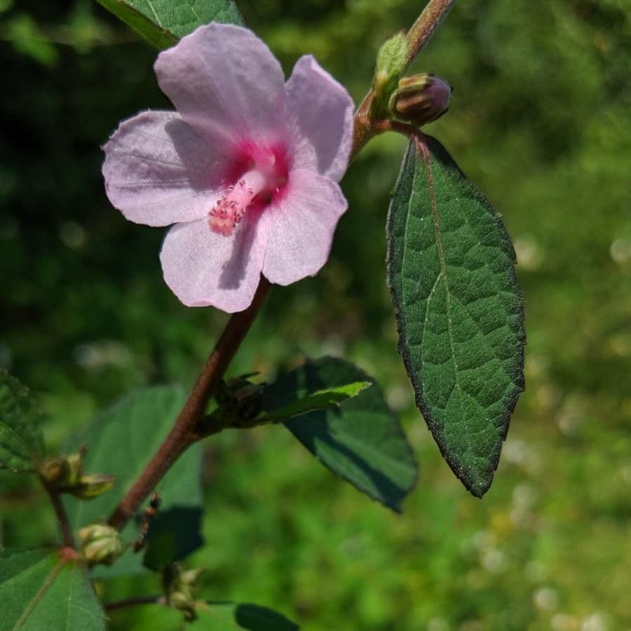 Urena lobata 6