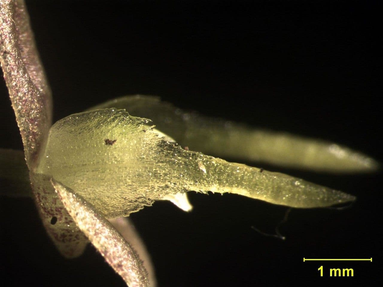 Myoxanthus