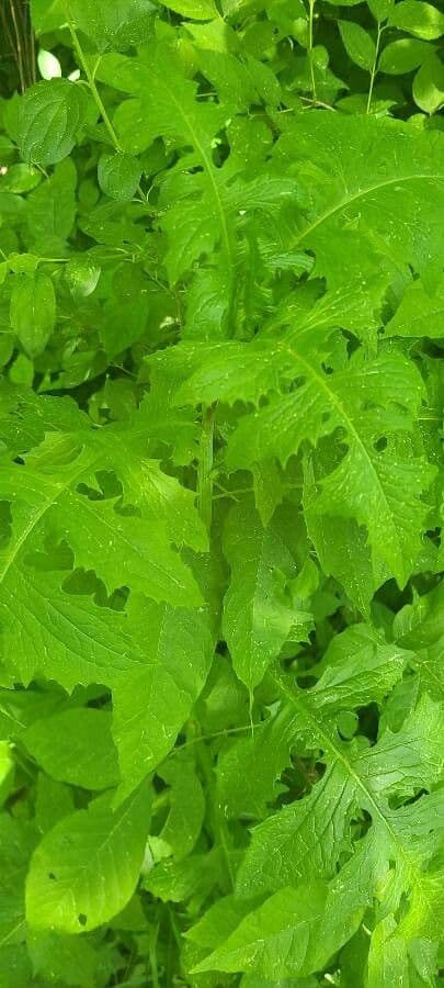 Lactuca 16