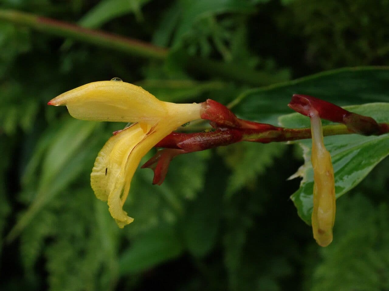 Cautleya 6