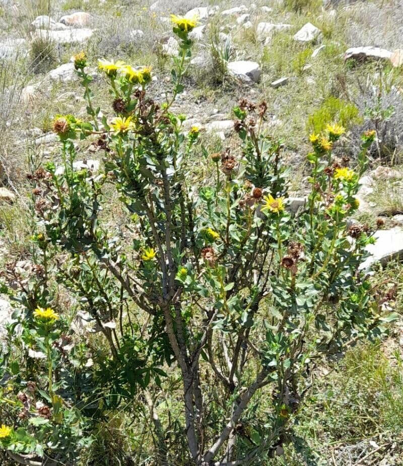 Grindelia 6