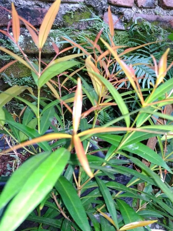 Hohe Podocarpus 10