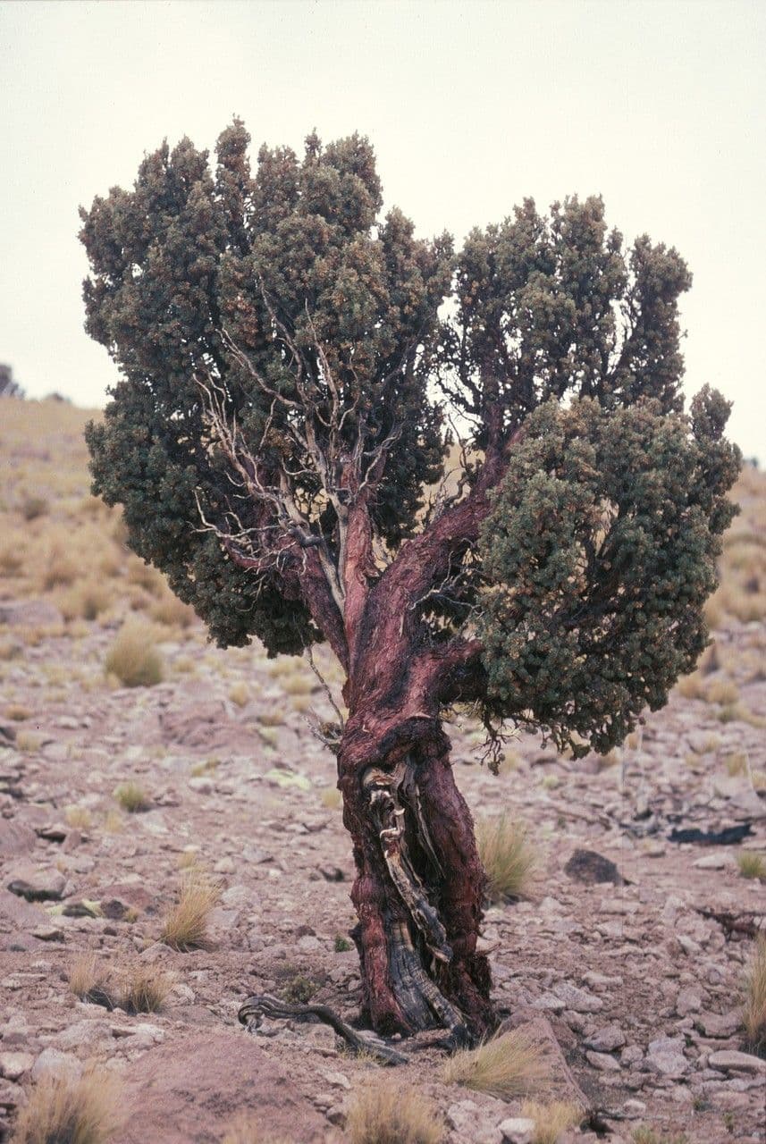 Polylepis 2