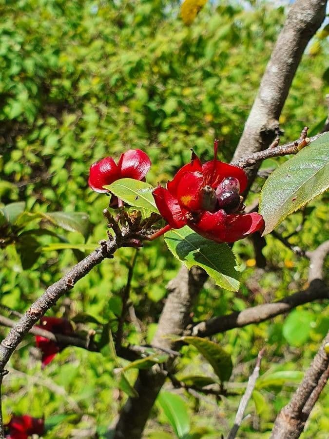 Ochna