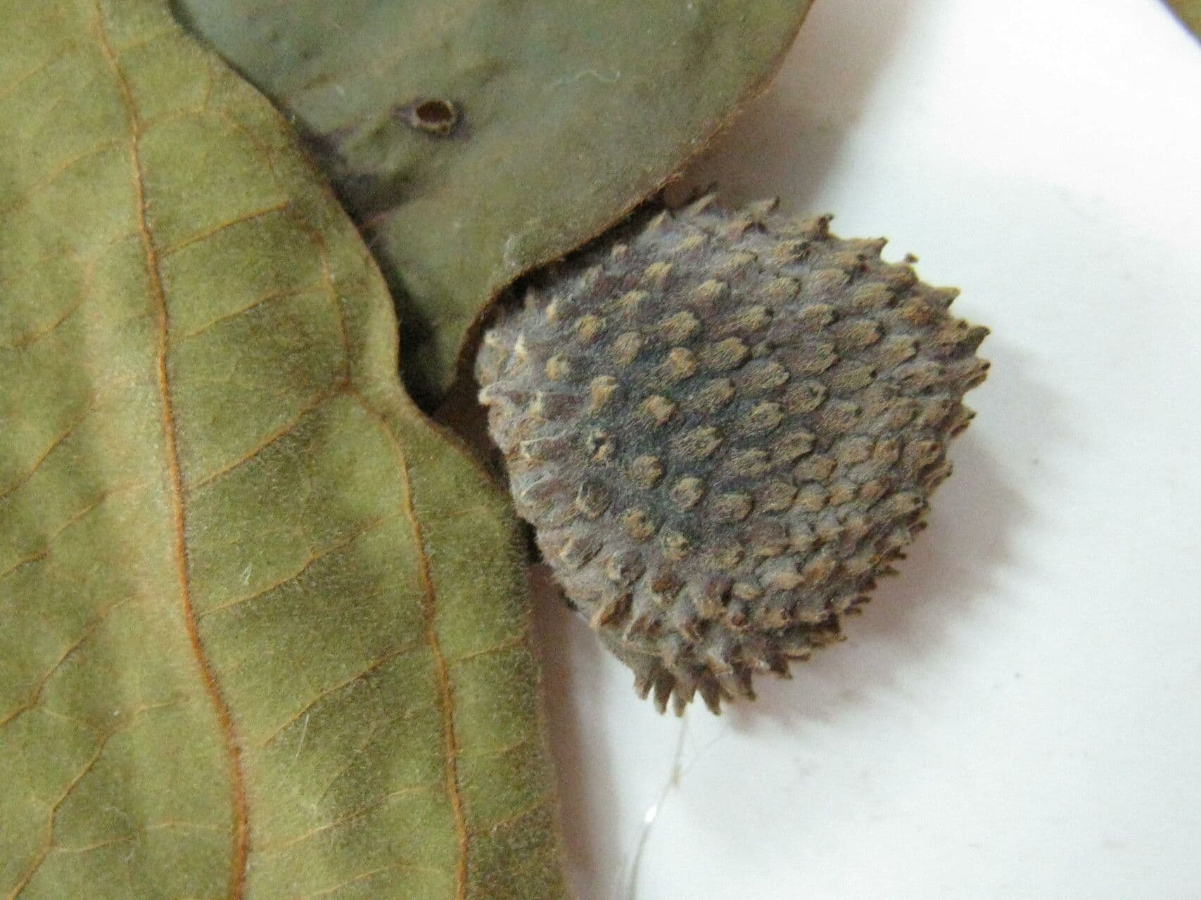 Annona 4