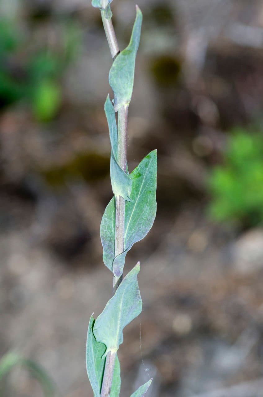 Arabetta liscia 22