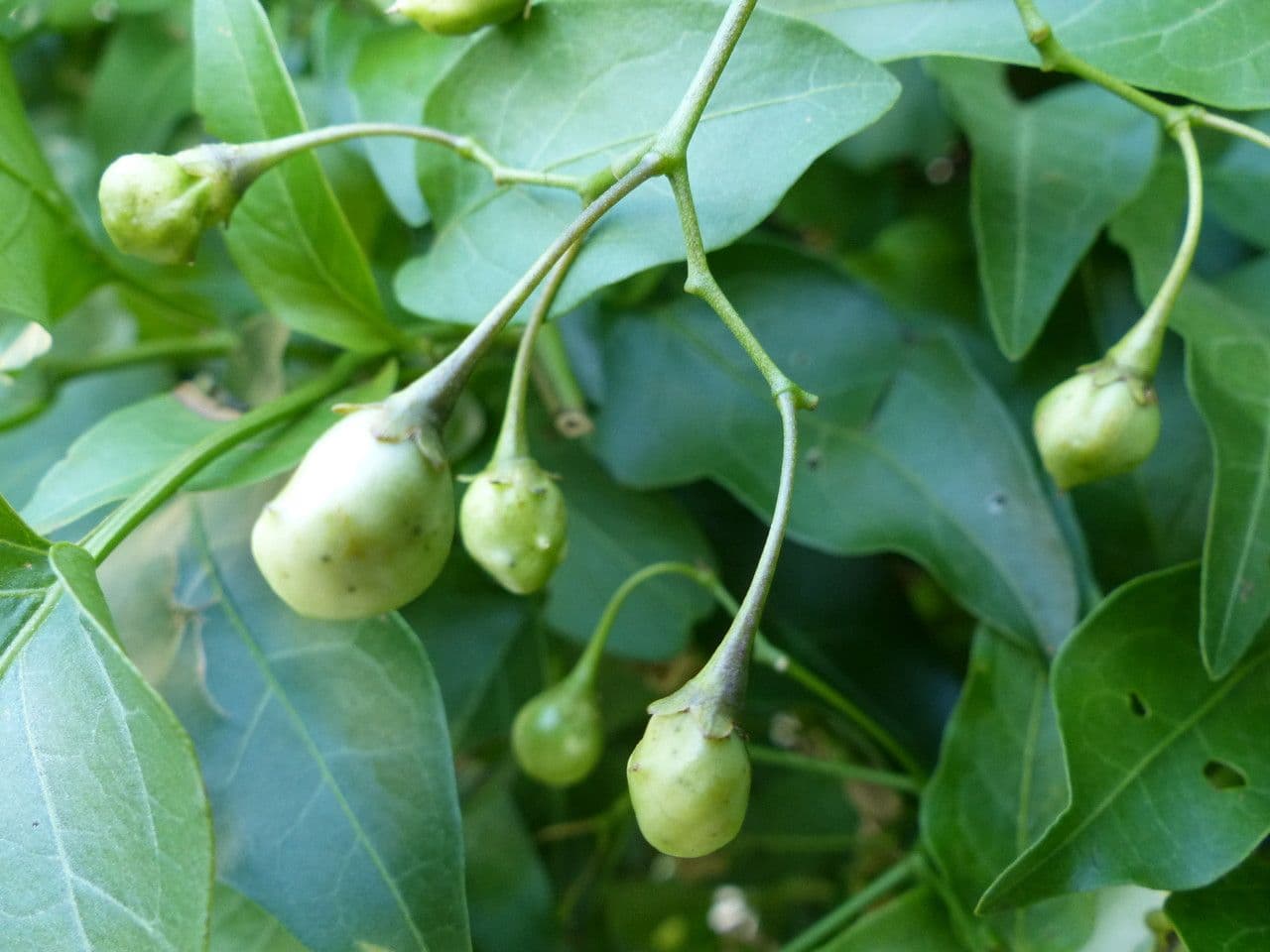 Solanum laxum 4