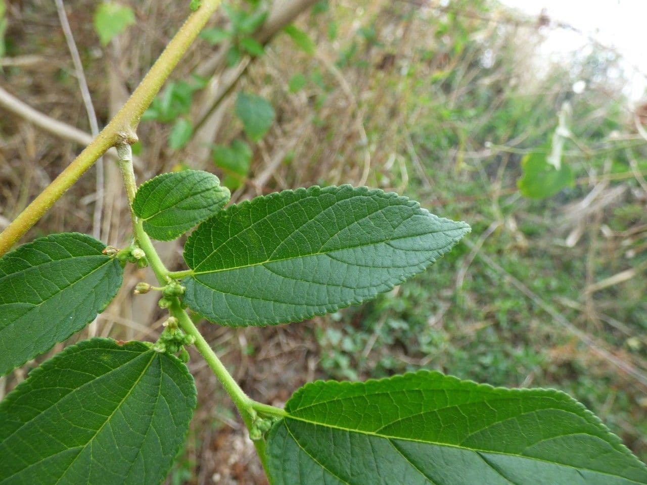 Trema 16