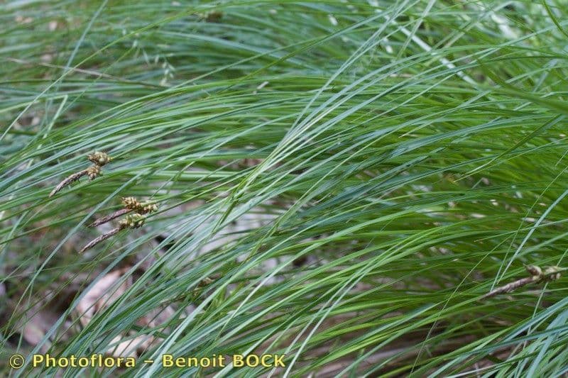Sedge 18