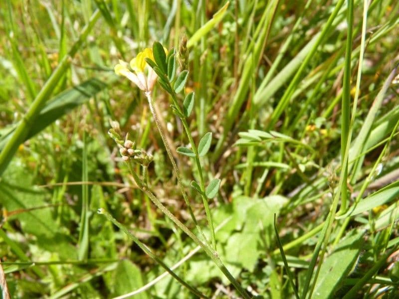 Ornithopus pinnatus 14