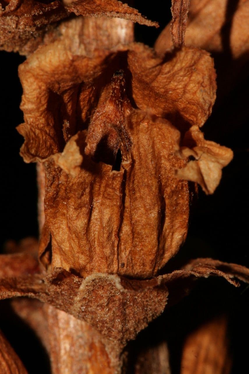 Orobanche del ginestrone