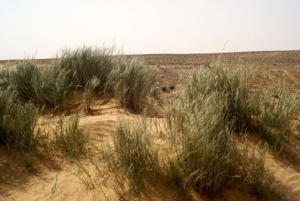Stipagrostis pungens 6