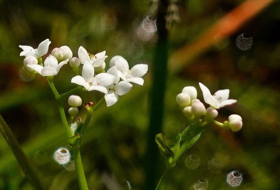 Caglio palustre 8
