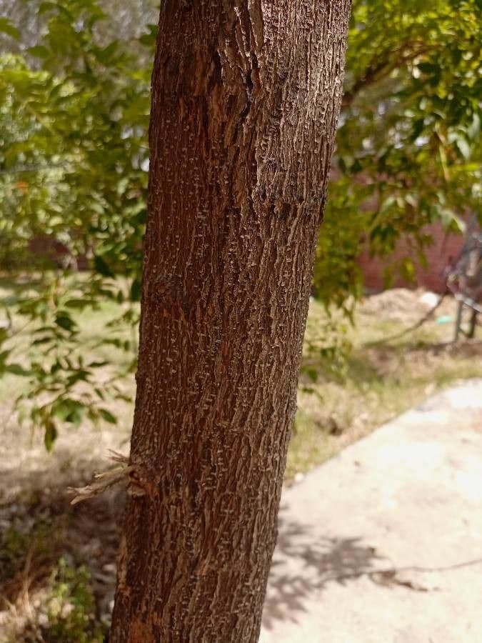 Citharexylum 22