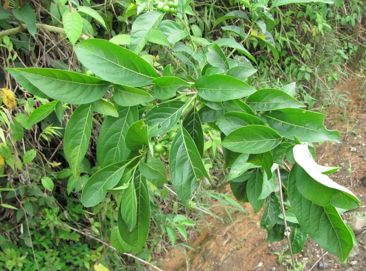 Solanum nudo 14