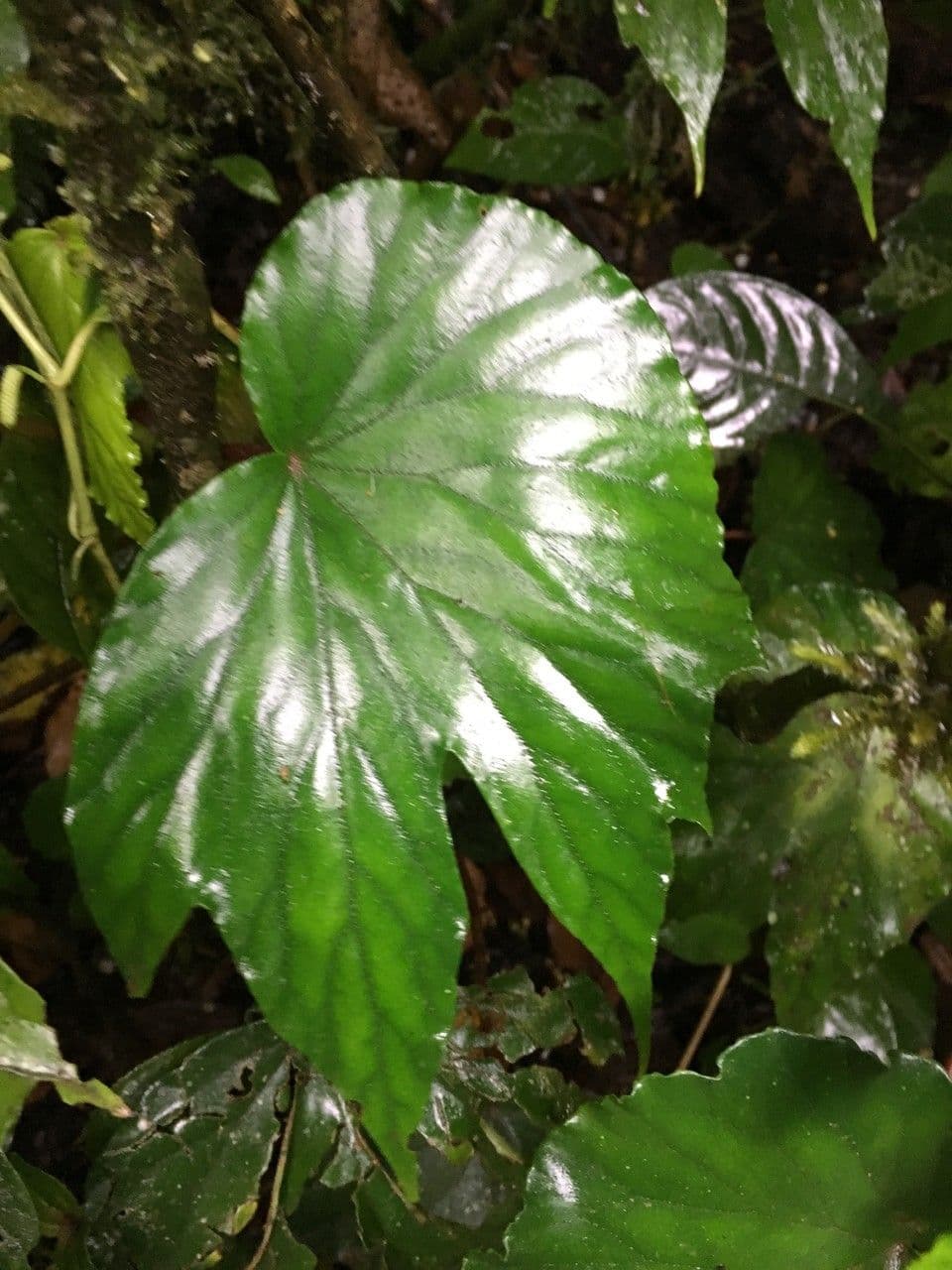Begonia 7