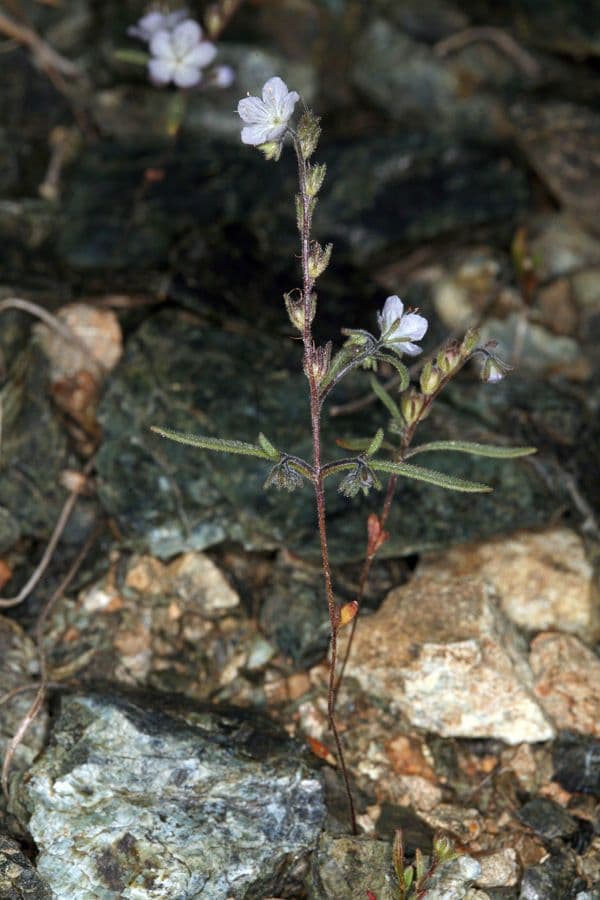 Pringles Phacelia 8