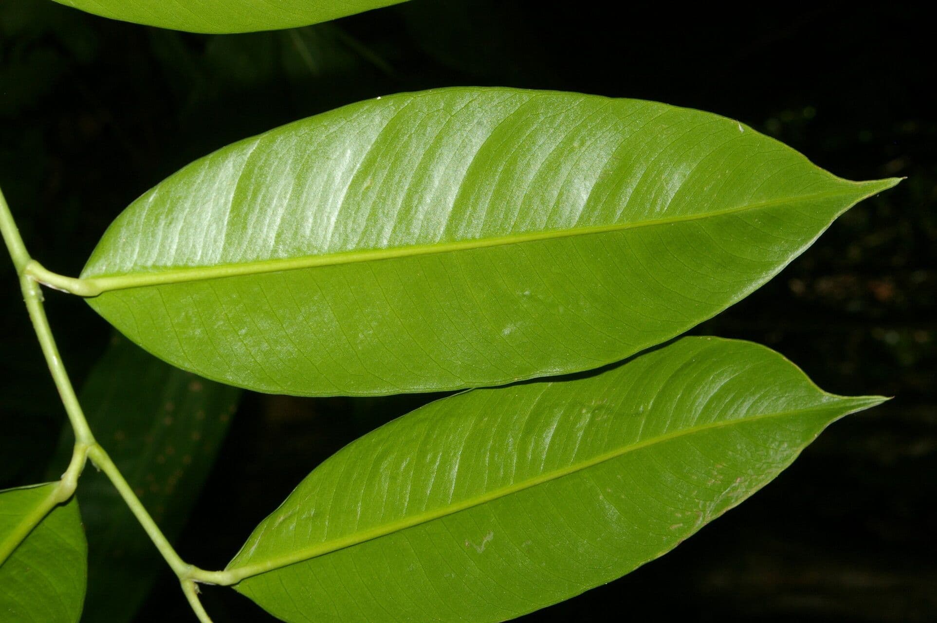 Heteropsis 3