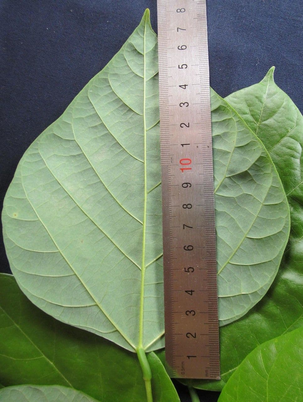 Erythrina garbatá 20
