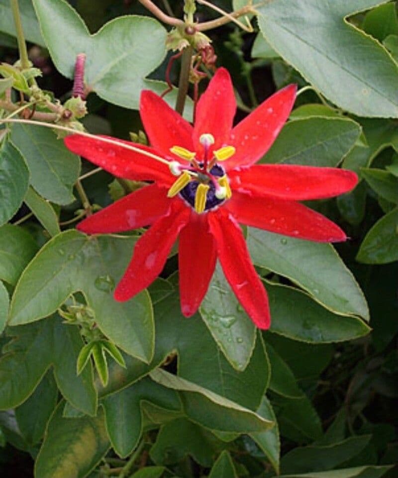 Passiflora