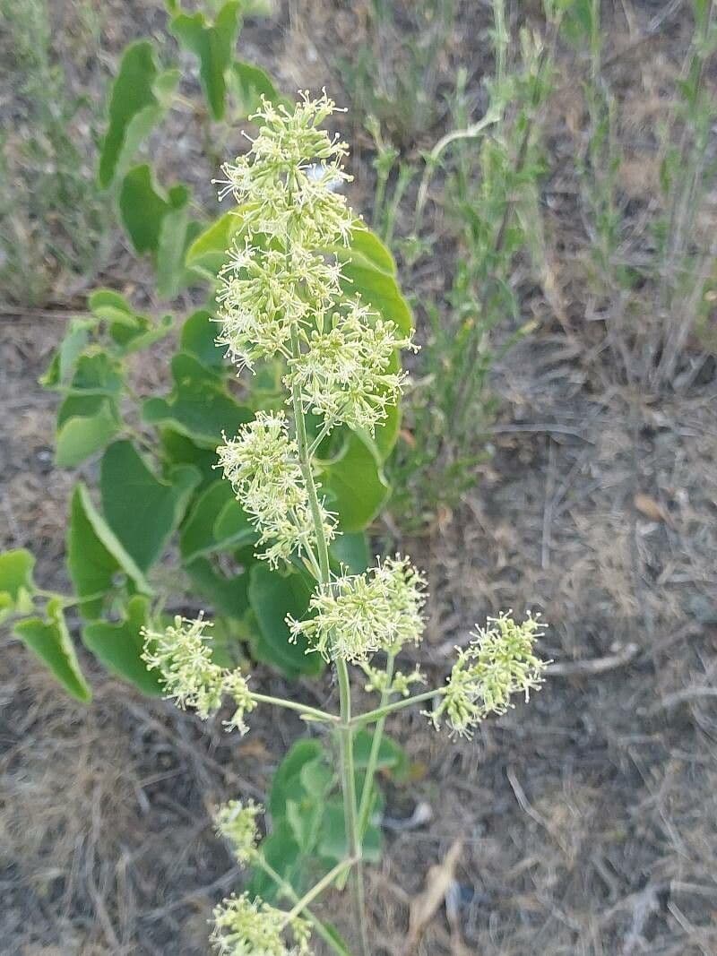Silene 4