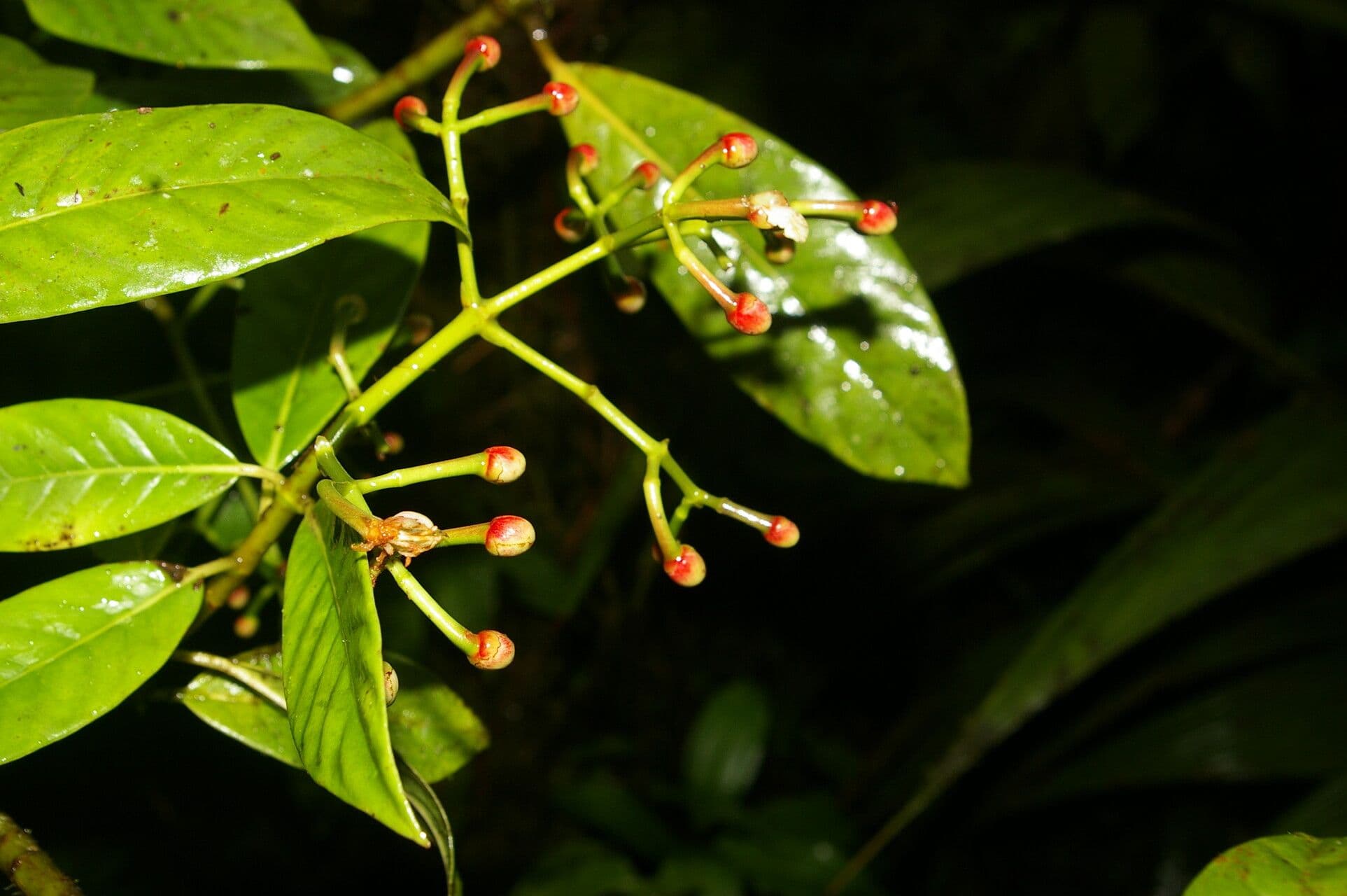 Chrysochlamys 3