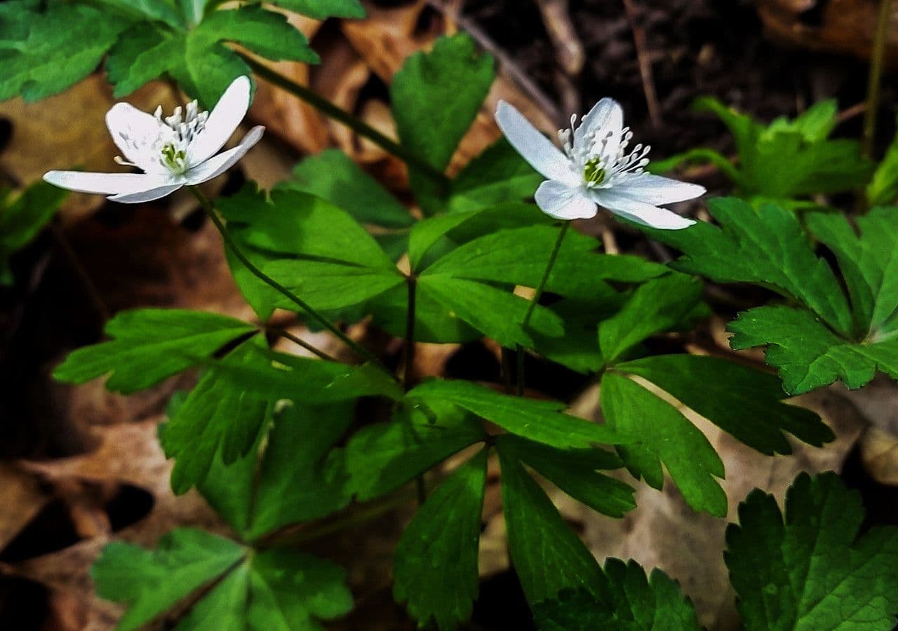 Fünfblättrige Anemone 6