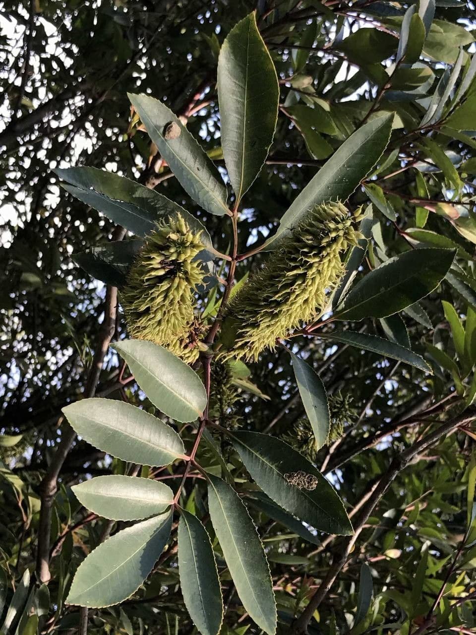 Butterlöffelbaum 11