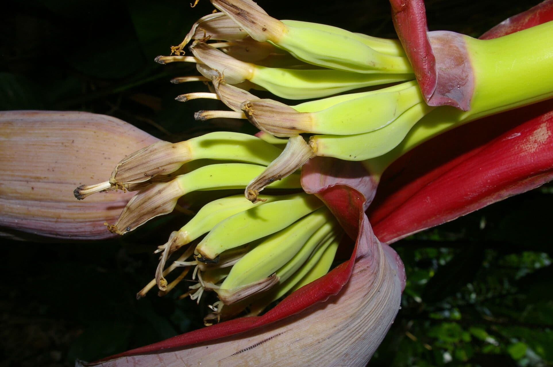 Abaca 4