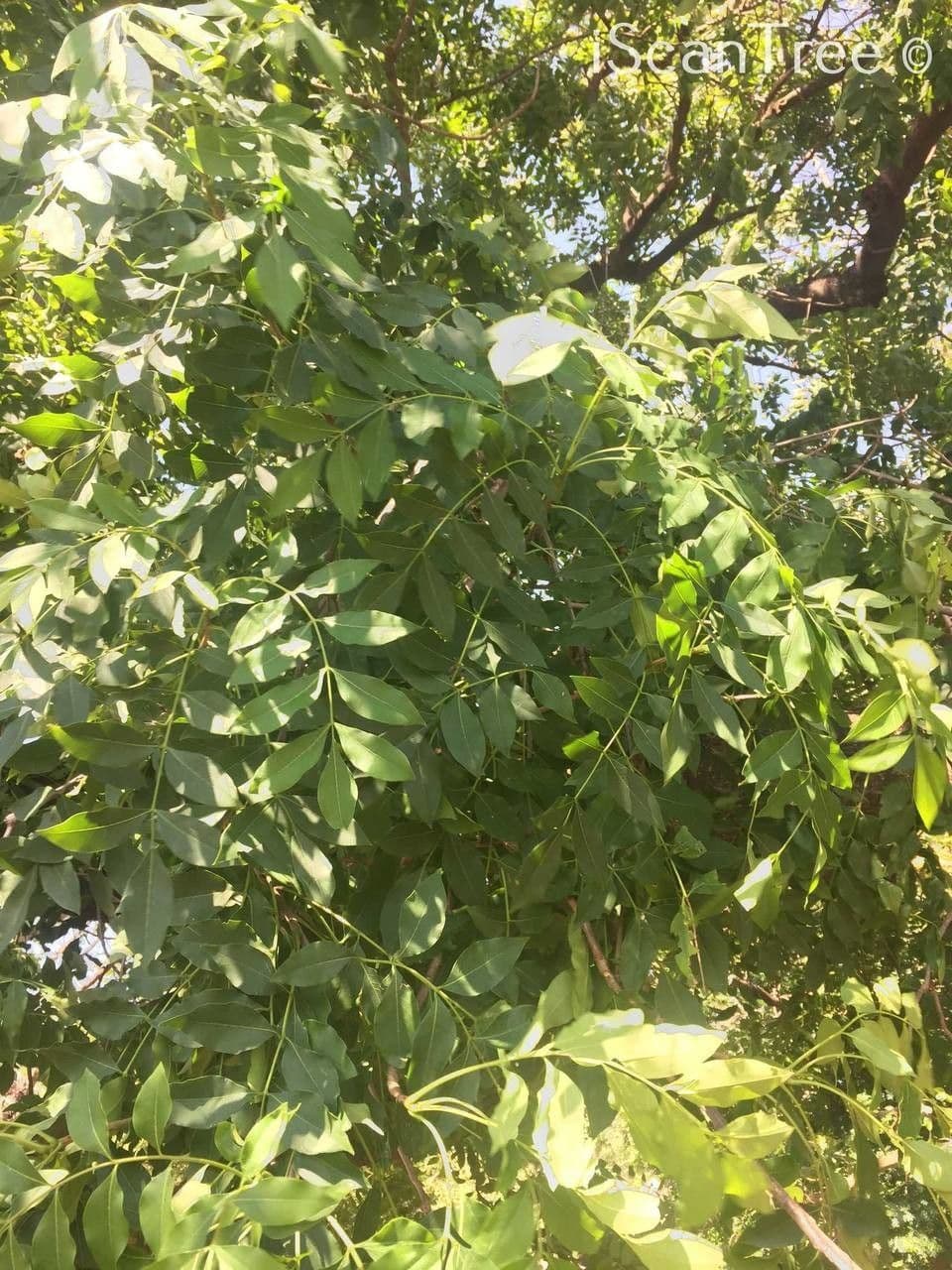 Ekebergia 14