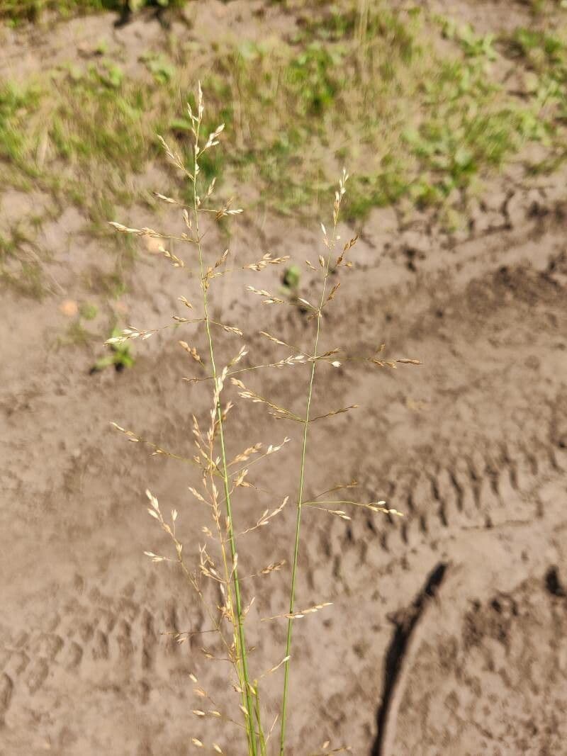 Eragrostis válcovitokvětá 2