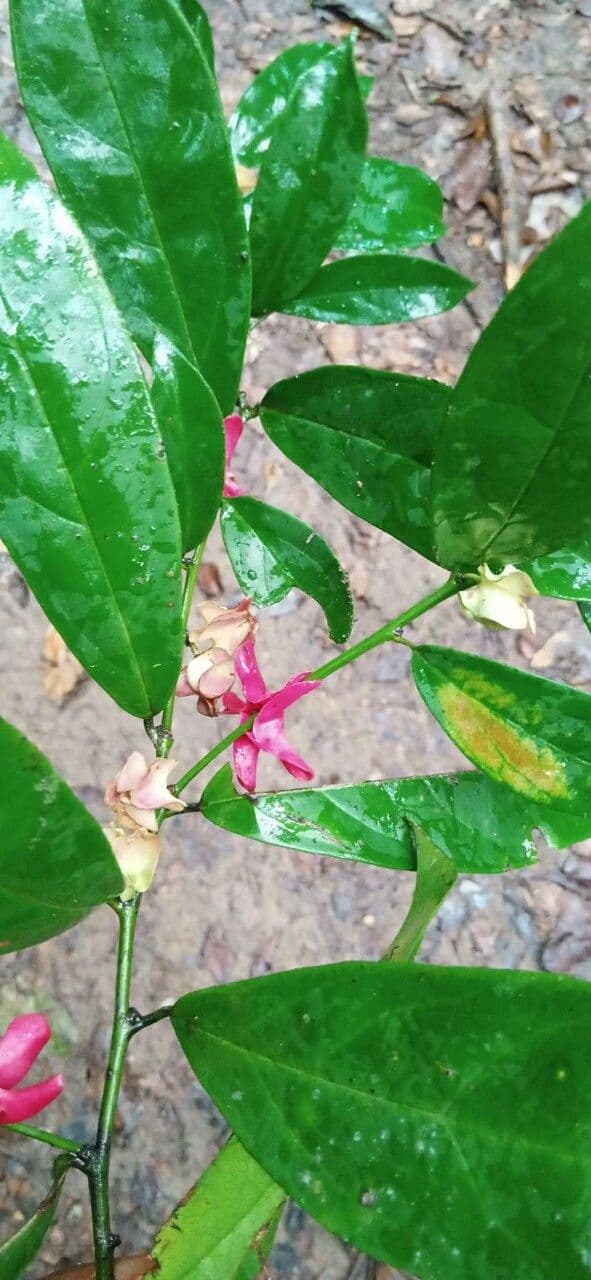 Heisteria parvifolia 2