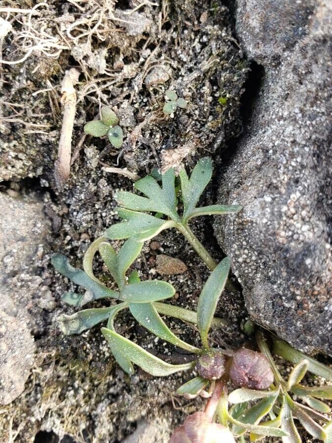 Ranunculus glaberrimus 12