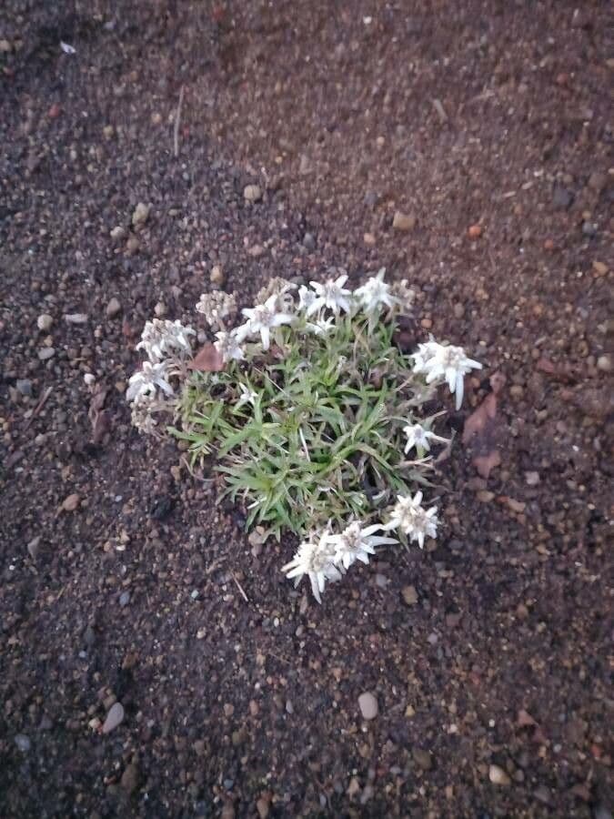 Plesnivec alpský 14