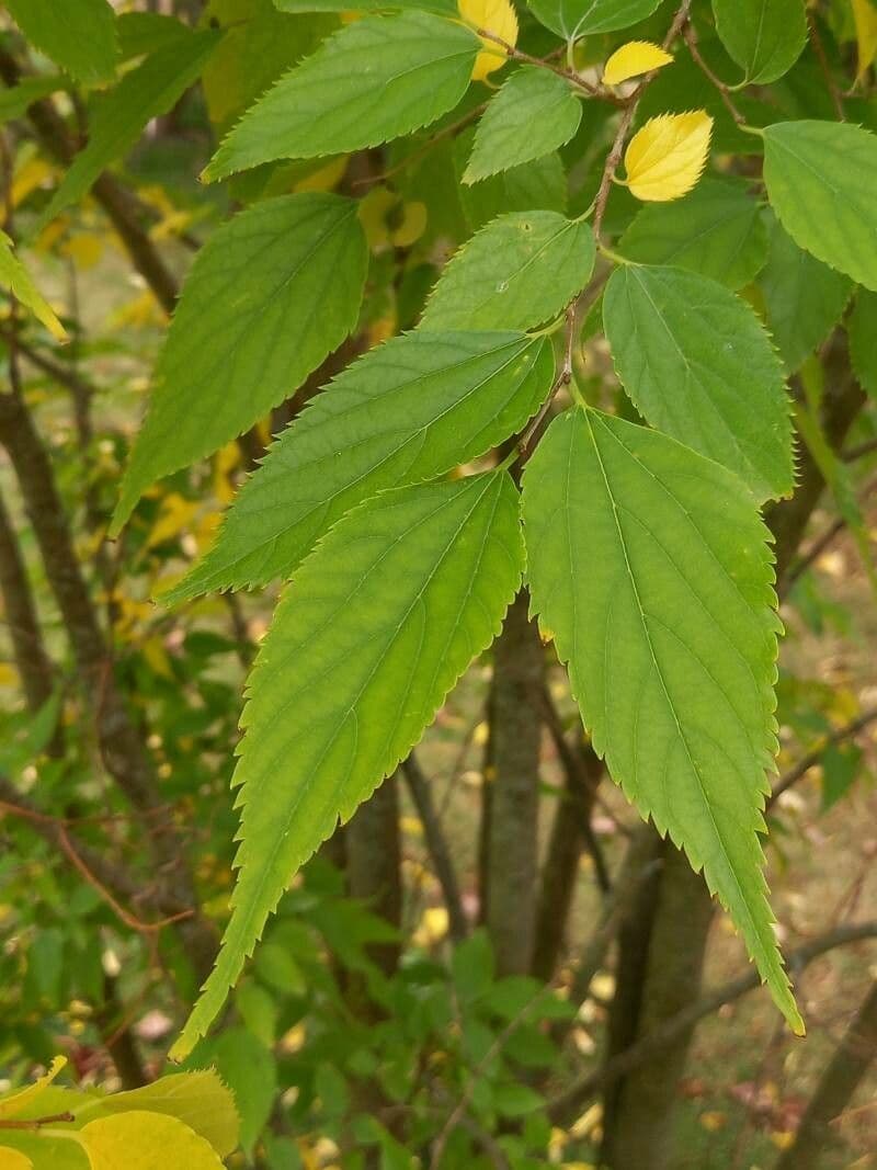 Pteroceltis 13