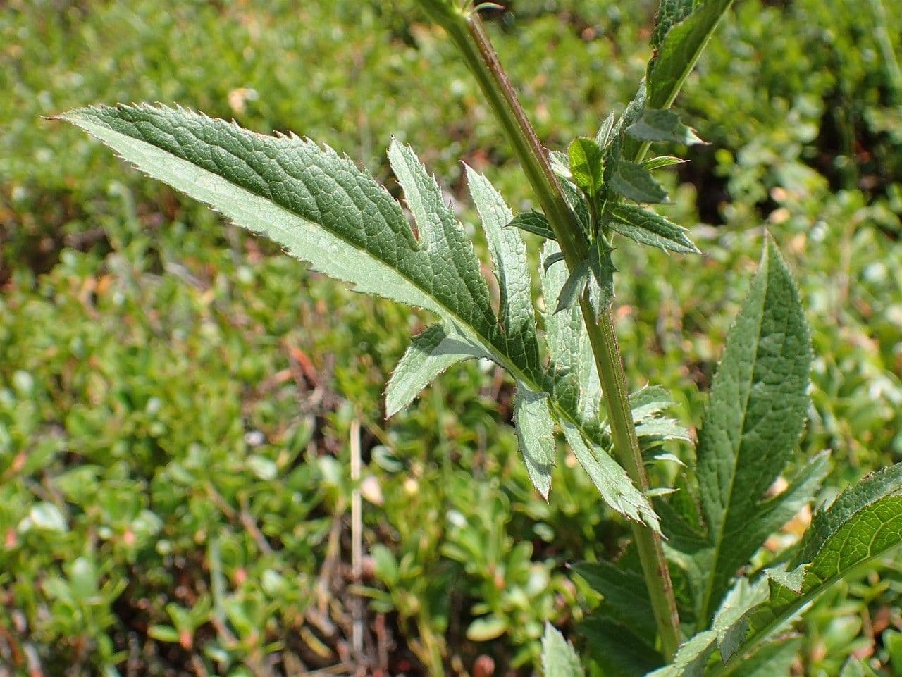 Serratula comune 24